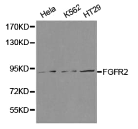 Anti-FGFR2 Antibody from Bioworld Technology (BS6883) - Antibodies.com