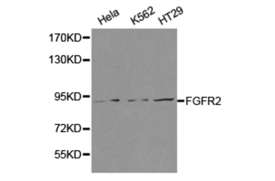 Anti-FGFR2 Antibody from Bioworld Technology (BS6883) - Antibodies.com