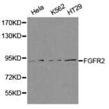 Anti-FGFR2 Antibody from Bioworld Technology (BS6883) - Antibodies.com