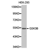 Anti-GSK3β Antibody from Bioworld Technology (BS6886) - Antibodies.com