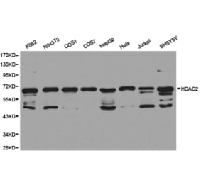 Anti-HDAC2 Antibody from Bioworld Technology (BS6887) - Antibodies.com