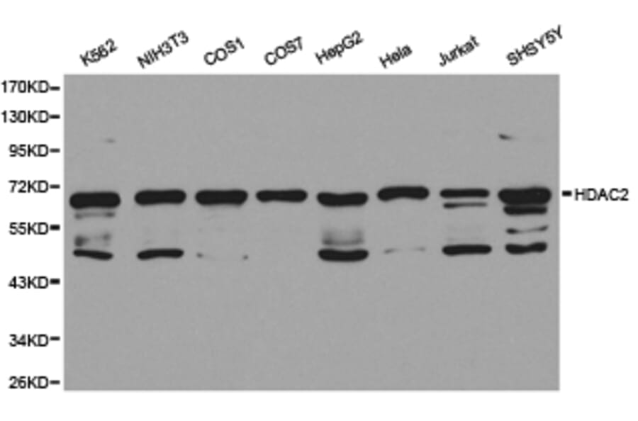Anti-HDAC2 Antibody from Bioworld Technology (BS6887) - Antibodies.com