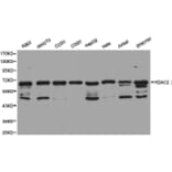 Anti-HDAC2 Antibody from Bioworld Technology (BS6887) - Antibodies.com