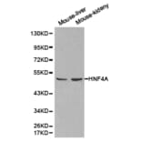 Anti-HNF4α Antibody from Bioworld Technology (BS6888) - Antibodies.com