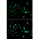 Anti-HNF4α Antibody from Bioworld Technology (BS6888) - Antibodies.com