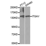 Anti-Integrin αV Antibody from Bioworld Technology (BS6891) - Antibodies.com
