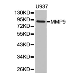 Anti-MMP9 Antibody from Bioworld Technology (BS6893) - Antibodies.com