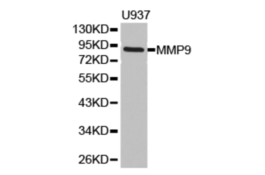 Anti-MMP9 Antibody from Bioworld Technology (BS6893) - Antibodies.com