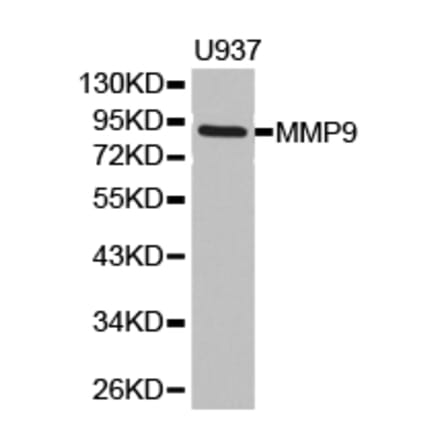 Anti-MMP9 Antibody from Bioworld Technology (BS6893) - Antibodies.com