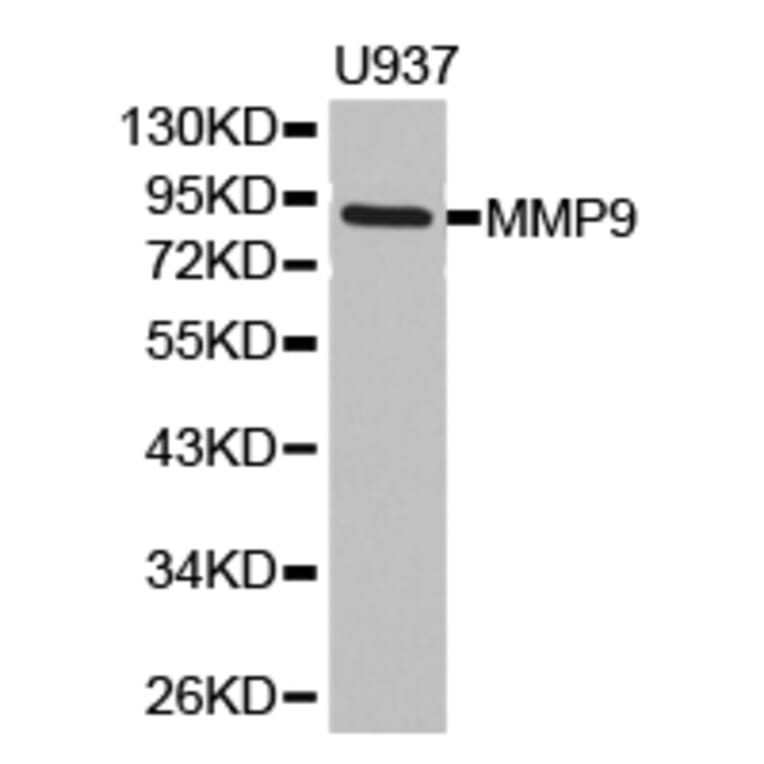 Anti-MMP9 Antibody from Bioworld Technology (BS6893) - Antibodies.com
