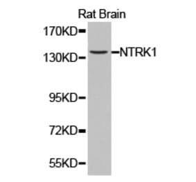 Anti-Trk A Antibody from Bioworld Technology (BS6895) - Antibodies.com