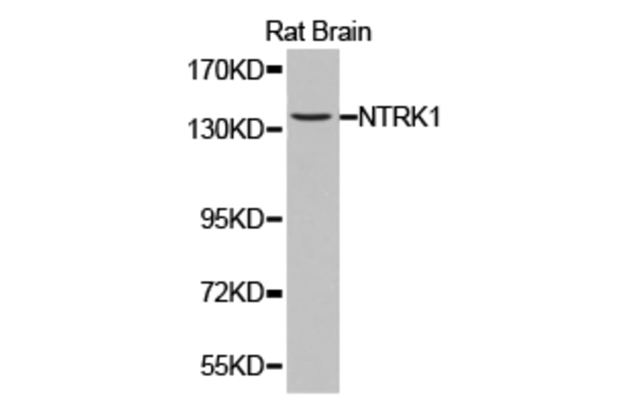 Anti-Trk A Antibody from Bioworld Technology (BS6895) - Antibodies.com