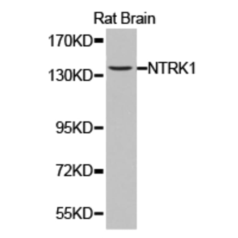 Anti-Trk A Antibody from Bioworld Technology (BS6895) - Antibodies.com