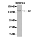 Anti-Trk A Antibody from Bioworld Technology (BS6895) - Antibodies.com