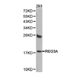 Anti-REG3A Antibody from Bioworld Technology (BS6896) - Antibodies.com