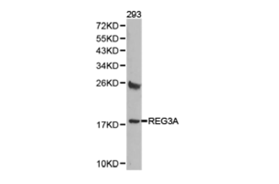Anti-REG3A Antibody from Bioworld Technology (BS6896) - Antibodies.com