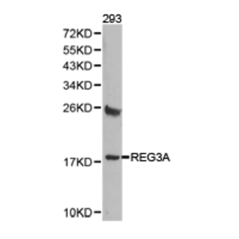 Anti-REG3A Antibody from Bioworld Technology (BS6896) - Antibodies.com