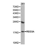 Anti-REG3A Antibody from Bioworld Technology (BS6896) - Antibodies.com