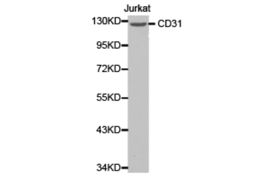 Anti-CD31/PECAM-1 Antibody from Bioworld Technology (BS6897) - Antibodies.com