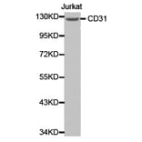 Anti-CD31/PECAM-1 Antibody from Bioworld Technology (BS6897) - Antibodies.com