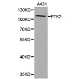 Anti-FAK Antibody from Bioworld Technology (BS6899) - Antibodies.com