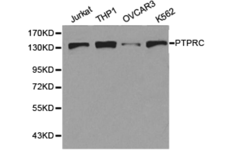 Anti-PTPRC Antibody from Bioworld Technology (BS6900) - Antibodies.com
