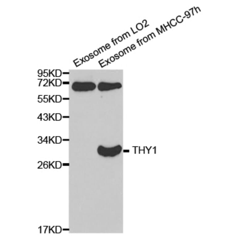 Anti-CD90 Antibody from Bioworld Technology (BS6905) - Antibodies.com