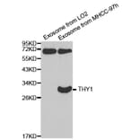 Anti-CD90 Antibody from Bioworld Technology (BS6905) - Antibodies.com