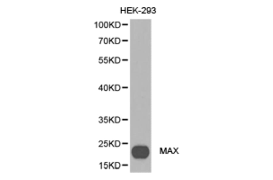 Anti-MAX Antibody from Bioworld Technology (BS6912) - Antibodies.com