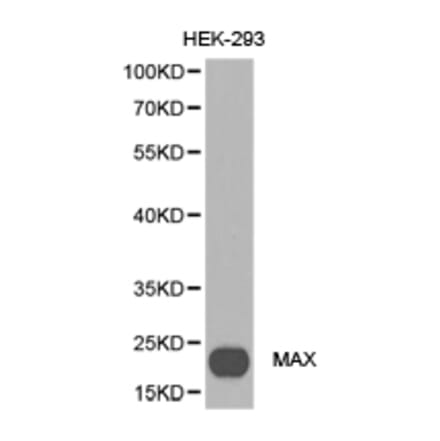 Anti-MAX Antibody from Bioworld Technology (BS6912) - Antibodies.com