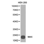 Anti-MAX Antibody from Bioworld Technology (BS6912) - Antibodies.com