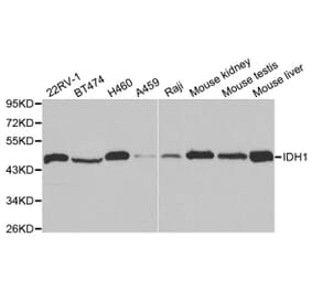 Anti-IDH1 Antibody from Bioworld Technology (BS6918) - Antibodies.com