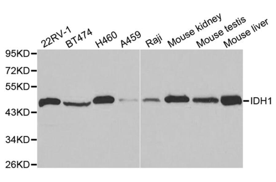 Anti-IDH1 Antibody from Bioworld Technology (BS6918) - Antibodies.com