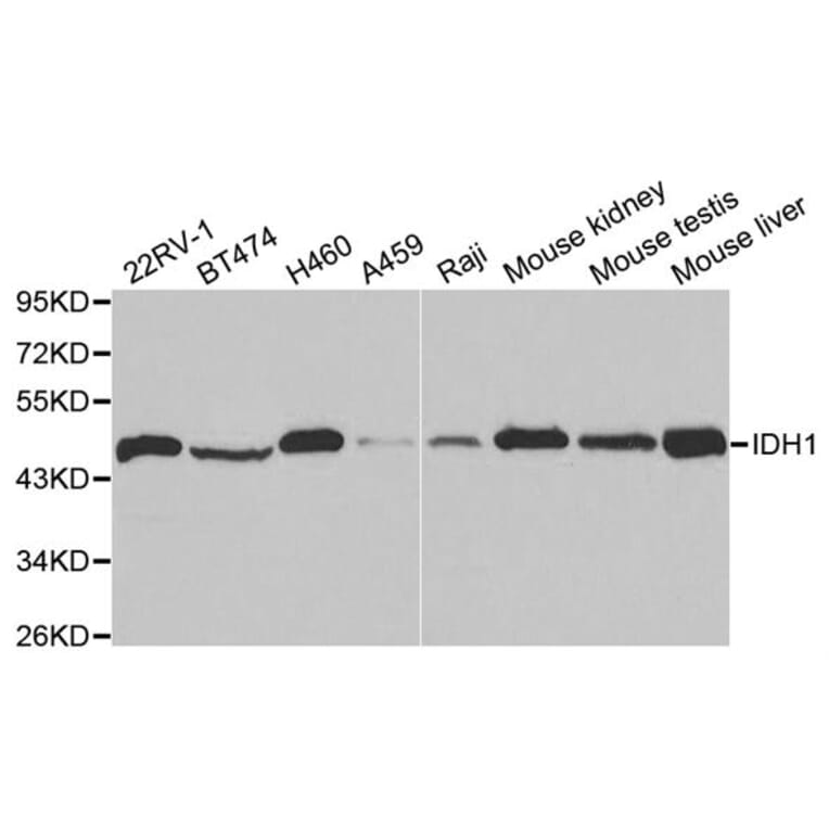 Anti-IDH1 Antibody from Bioworld Technology (BS6918) - Antibodies.com