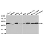 Anti-IDH1 Antibody from Bioworld Technology (BS6918) - Antibodies.com