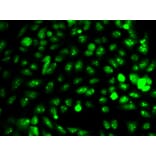 Anti-IDH1 Antibody from Bioworld Technology (BS6918) - Antibodies.com