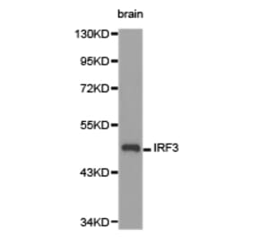 Anti-IRF3 Antibody from Bioworld Technology (BS6921) - Antibodies.com