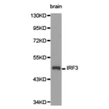 Anti-IRF3 Antibody from Bioworld Technology (BS6921) - Antibodies.com