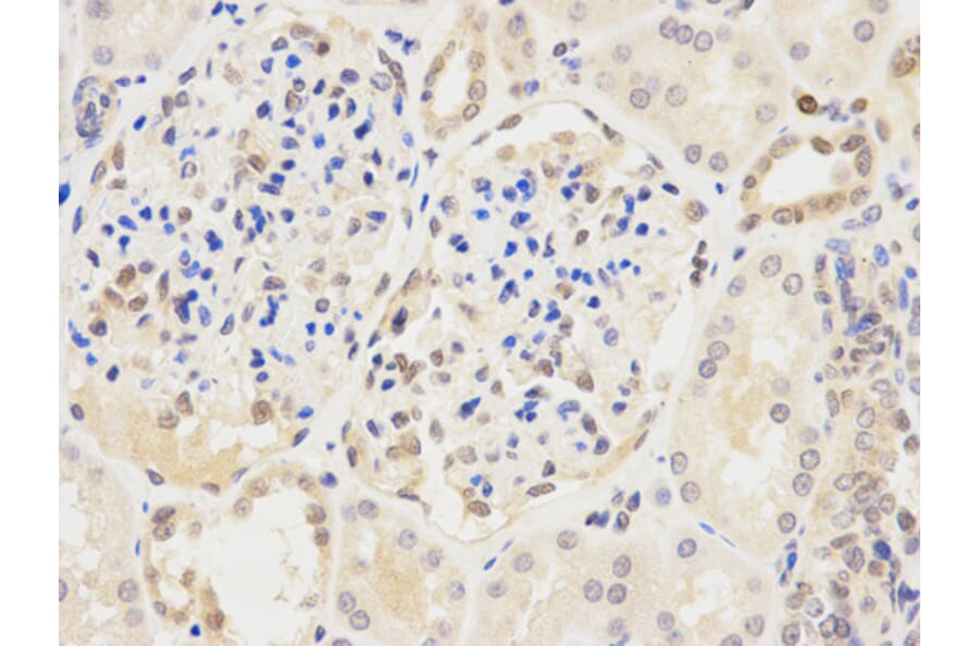 Anti-IRF3 Antibody from Bioworld Technology (BS6921) - Antibodies.com