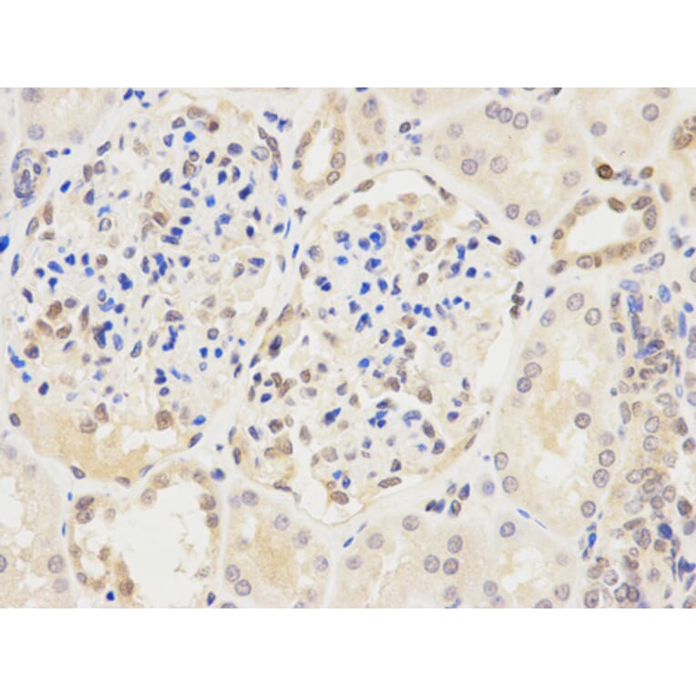 Anti-IRF3 Antibody from Bioworld Technology (BS6921) - Antibodies.com