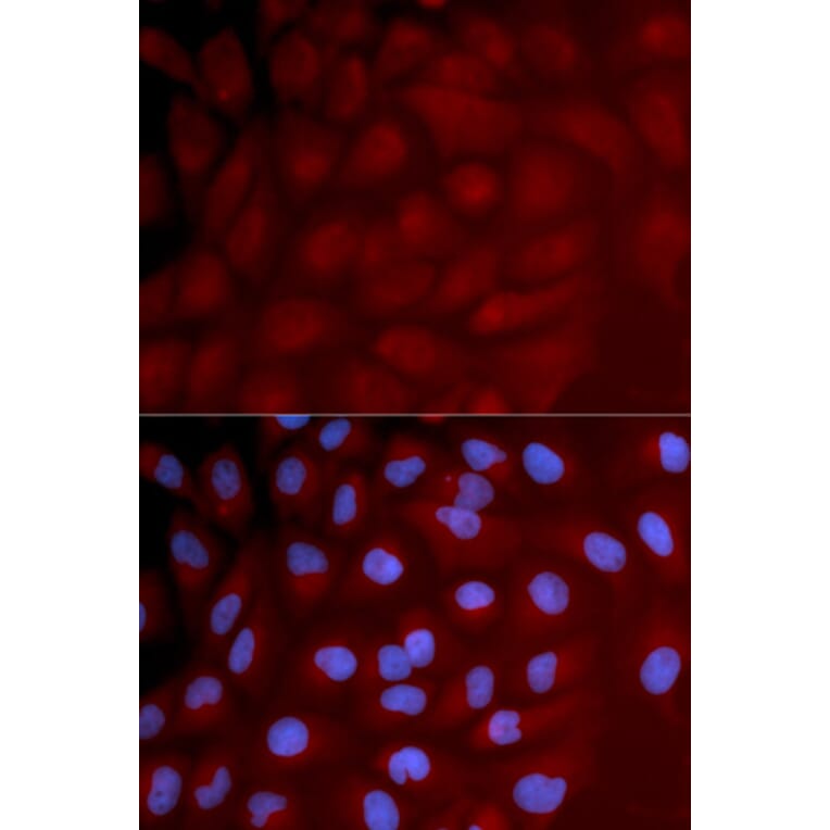 Anti-IRF3 Antibody from Bioworld Technology (BS6921) - Antibodies.com