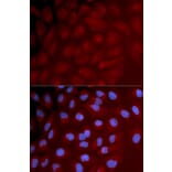 Anti-IRF3 Antibody from Bioworld Technology (BS6921) - Antibodies.com
