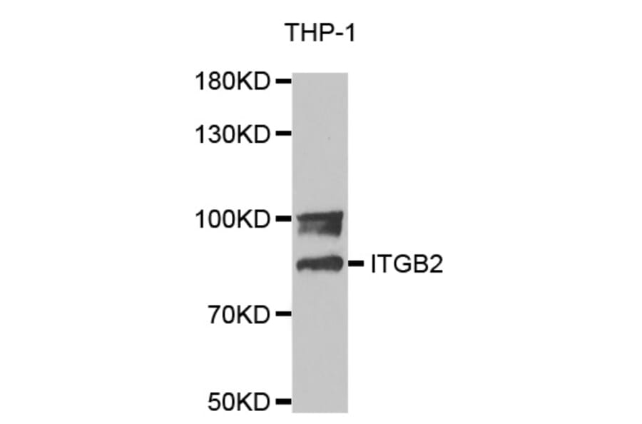 Anti-Integrin β2 Antibody from Bioworld Technology (BS6922) - Antibodies.com
