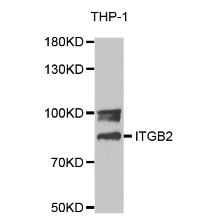 Anti-Integrin β2 Antibody from Bioworld Technology (BS6922) - Antibodies.com