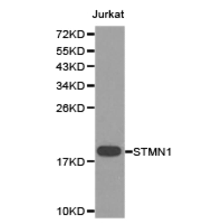 Anti-Op18 Antibody from Bioworld Technology (BS6924) - Antibodies.com