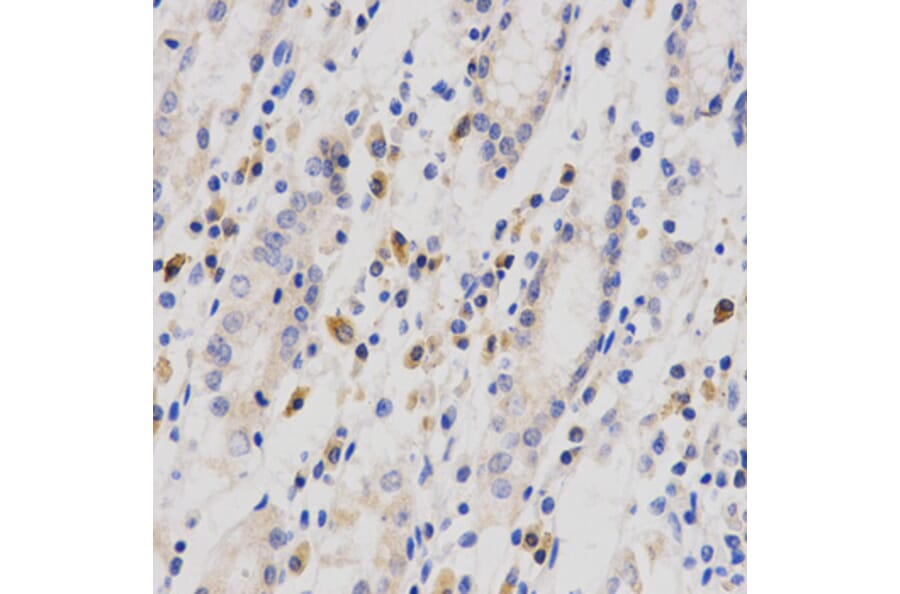 Anti-Op18 Antibody from Bioworld Technology (BS6924) - Antibodies.com