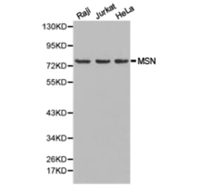 Anti-Moesin / MSN Antibody from Bioworld Technology (BS6925) - Antibodies.com