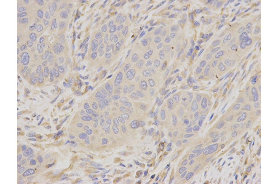 Anti-Moesin / MSN Antibody from Bioworld Technology (BS6925) - Antibodies.com