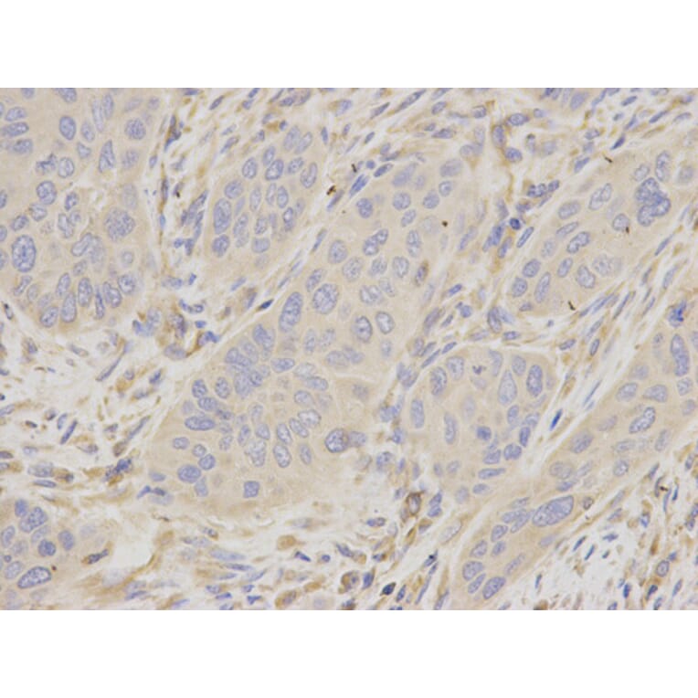 Anti-Moesin / MSN Antibody from Bioworld Technology (BS6925) - Antibodies.com