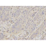 Anti-Moesin / MSN Antibody from Bioworld Technology (BS6925) - Antibodies.com